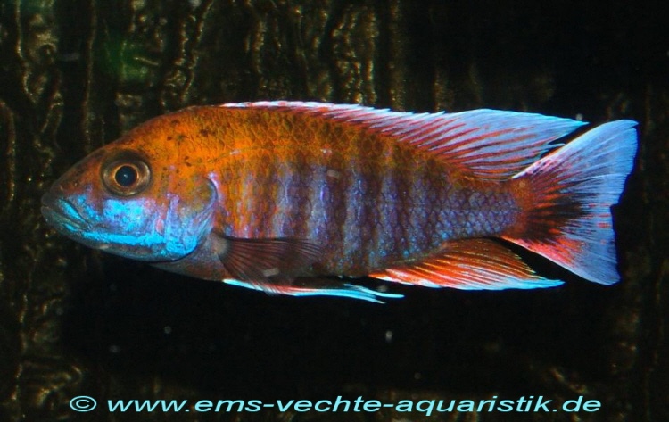 Aulonocara jacobfreibergi 'Otter Point'